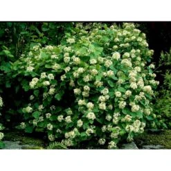 Blærespiræa Physocarpus Opulifolius Solitær Busk 150-200 Cm. - Med Klump