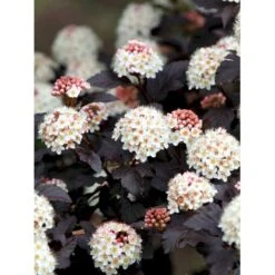 Blærespiræa 'Diabolo' Physocarphus Op. 'Diabolo' Solitær Busk 150-200 Cm. - Med Klump -Plantetorvet mi1688 physocarpus opulifolius diabolo r 0c5e