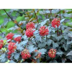 Blærespiræa 'Diabolo' Physocarphus Op. 'Diabolo' Solitær Busk 150-200 Cm. - Med Klump -Plantetorvet mi1688 physocarpus opulifolius diabolo r 7745