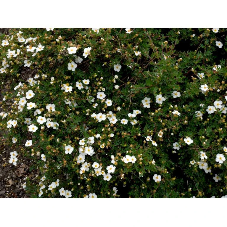 Buskpotentil 'Abbotswood' Potentilla Fruticosa 'Abbotswood' Potte 2,0 liter,- 25-30 cm. Buskpotentil 'Abbotswood' Potentilla Fruticosa 'Abbotswood' Potte 2,0 Liter,- 25-30 Cm. -Plantetorvet mi1897 potentilla fruticosa abbotswood 3fa2