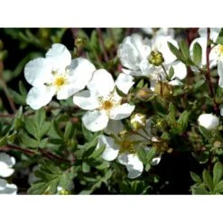 Buskpotentil 'Abbotswood' Potentilla Fruticosa 'Abbotswood' Potte 2,0 Liter,- 25-30 Cm. 7 Buskpotentil 'Abbotswood' Potentilla Fruticosa 'Abbotswood' Potte 2,0 Liter,- 25-30 Cm. -Plantetorvet mi1897 potentilla fruticosa abbotswood 93c7