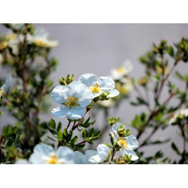 Buskpotentil 'Abbotswood' Potentilla Fruticosa 'Abbotswood' Potte 2,0 liter,- 25-30 cm. Buskpotentil 'Abbotswood' Potentilla Fruticosa 'Abbotswood' Potte 2,0 Liter,- 25-30 Cm. -Plantetorvet mi1897 potentilla fruticosa abbotswood b48d