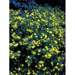 Buskpotentil 'Goldfinger' Potentilla Fruticosa 'Goldfinger' Potte 2,0 Liter,- 25-30 Cm. -Plantetorvet mi1899 potentilla fruticosa goldfinger 1622