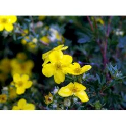 Buskpotentil 'Goldfinger' Potentilla Fruticosa 'Goldfinger' Potte 2,0 Liter,- 25-30 Cm. -Plantetorvet mi1899 potentilla fruticosa goldfinger 5e47