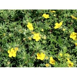 Buskpotentil 'Goldfinger' Potentilla Fruticosa 'Goldfinger' Potte 2,0 Liter,- 25-30 Cm. -Plantetorvet mi1899 potentilla fruticosa goldfinger 6234