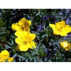 Buskpotentil 'Goldfinger' Potentilla Fruticosa 'Goldfinger' Potte 2,0 Liter,- 25-30 Cm. -Plantetorvet mi1899 potentilla fruticosa goldfinger a3d7