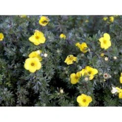 Buskpotentil 'Kobold' Potentilla Fruticosa 'Kobold' Potte 2,0 Liter,- 25-30 Cm. -Plantetorvet mi1901 potentilla fruticosa kobold 4241