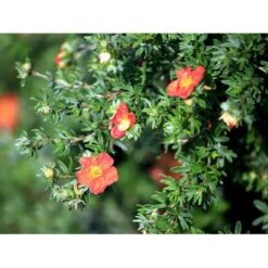 Buskpotentil 'Red Ace' Potentilla Fruticosa 'Red Ace' Potte 2,0 Liter,- 25-30 Cm. -Plantetorvet mi1906 potentilla fruticosa red ace n 0ea0