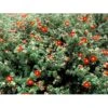 Buskpotentil 'Red Robin' Potentilla Fruticosa 'Red Robin' 3,5 Liter Potte -Plantetorvet mi1907 potentilla fruticosa red robin abeb