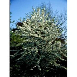 Fuglekirsebær Prunus Avium Stammehøjde Ca. 180-200. + Krone,- Omkreds 14-16cm. Med Klump. 5 Fuglekirsebær Prunus Avium Stammehøjde Ca. 180-200. + Krone,- Omkreds 14-16cm. Med Klump. -Plantetorvet mi1970 prunus avium 619a