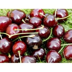 Sød Kirsebær 'Lapins' - Selvbestøvende Prunus X 'Lapins' - Selvbestøvende 4-8 Grene, 130-170 Cm. 10 Liter Potte (Colt) -Plantetorvet mi1979 prunus avium lapins a166