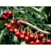 Sød Kirsebær 'Lapins' - Selvbestøvende Prunus X 'Lapins' - Selvbestøvende 4-8 Grene, 130-170 Cm. 10 Liter Potte (Colt)
