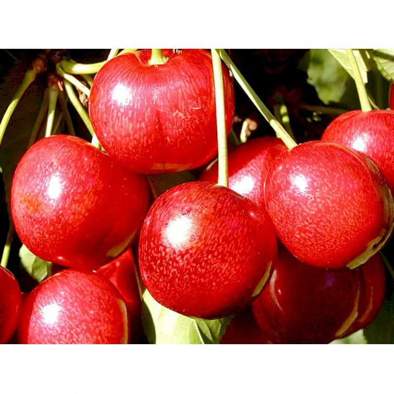 Sød Kirsebær 'Sunburst' - Selvbestøvende Prunus X 'Sunburst' - Selvbestøvende Dværgtræ, 3-5 grene, 6,7 liter potte, 80-100 cm. Sød Kirsebær 'Sunburst' - Selvbestøvende Prunus X 'Sunburst' - Selvbestøvende Dværgtræ, 3-5 Grene, 6,7 Liter Potte, 80-100 Cm. -Plantetorvet mi1985 prunus avium sunburst bc21