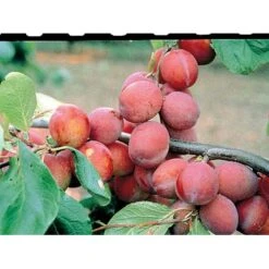 Blomme 'Jubileum' Prunus Domestica 'Jubileum' Dværgtræ, 3-5 Grene, 6,7 Liter Potte, 80-100 Cm. -Plantetorvet mi1995 prunus domestica jubileum 43bf