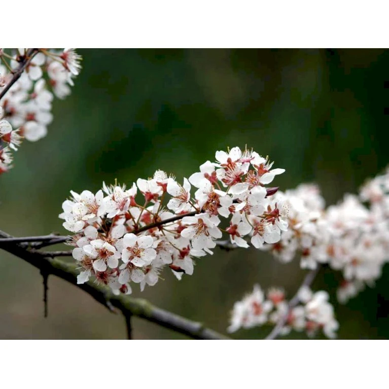 Storfrugtet Blodblomme 'Trailblazer' Prunus Cerasifera 'Trailblazer' Solitær busk 150-200 cm. - med klump Storfrugtet Blodblomme 'Trailblazer' Prunus Cerasifera 'Trailblazer' Solitær Busk 150-200 Cm. - Med Klump -Plantetorvet mi1996 prunus trailblazer efa2