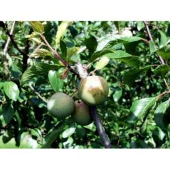 Blomme 'Grøn Reine Claude' Prunus Domestica 'R.C. Alm Grøn' 4-8 Grene, 130-170 Cm. 10 Liter Potte. (S.J.A.) -Plantetorvet mi1997 prunus domestica reine claude verte 7544