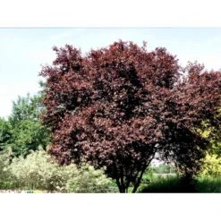 Blodblomme Prunus Cer. 'Nigra' Opstammet 90 Cm. 7,5 Liter Potte 5 Blodblomme Prunus Cer. 'Nigra' Opstammet 90 Cm. 7,5 Liter Potte -Plantetorvet mi1998 prunus cerasifera nigra 6b90