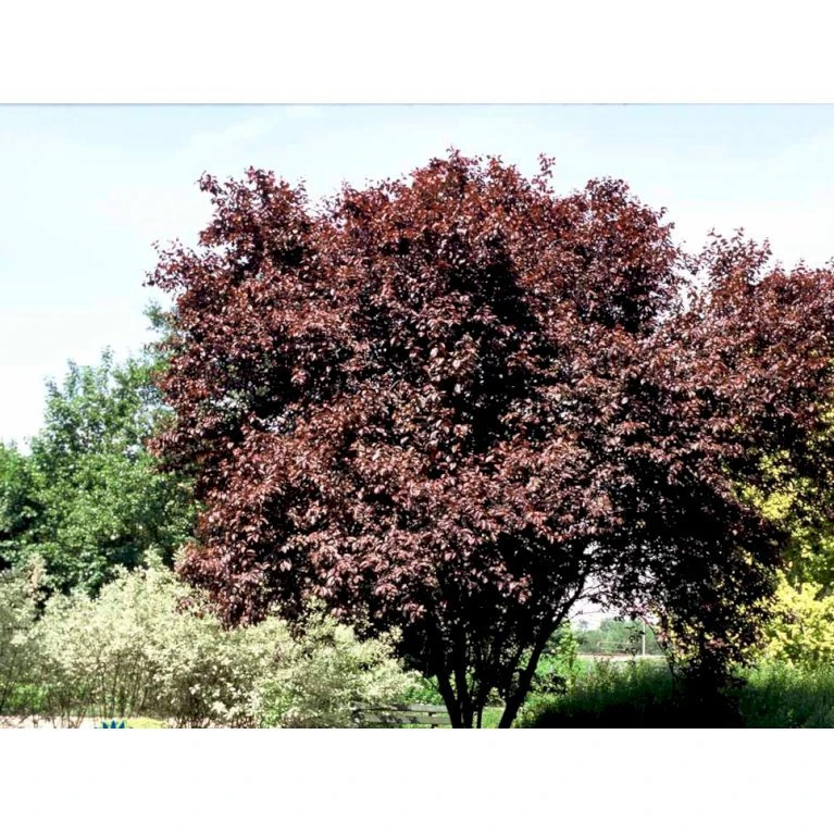 Blodblomme Prunus Cer. 'Nigra' Opstammet 90 cm. 7,5 liter potte Blodblomme Prunus Cer. 'Nigra' Opstammet 90 Cm. 7,5 Liter Potte -Plantetorvet mi1998 prunus cerasifera nigra 6b90