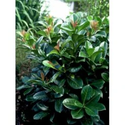 Kirsebærlaurbær 'Etna' Prunus Laurocerasus 'Etna' Potte 5,0 Liter,- 80-100 Cm. -Plantetorvet mi2004 prunus laurocerasus etna b780 1