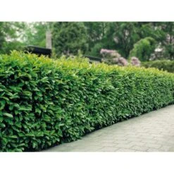 Kirsebærlaurbær 'Etna' Prunus Laurocerasus 'Etna' Potte 5,0 Liter,- 80-100 Cm. -Plantetorvet mi2004 prunus laurocerasus etna cdcb 1