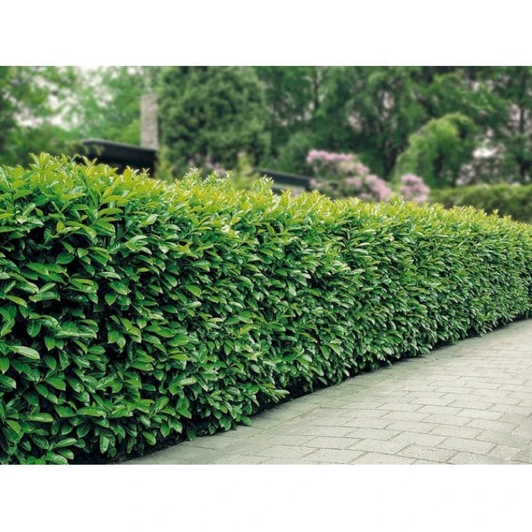 Kirsebærlaurbær 'Etna' Prunus Laurocerasus 'Etna' Med klump,- 80-100 cm. Kirsebærlaurbær 'Etna' Prunus Laurocerasus 'Etna' Med Klump,- 80-100 Cm. -Plantetorvet mi2004 prunus laurocerasus etna cdcb 4