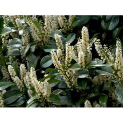 Kirsebærlaurbær 'Etna' Prunus Laurocerasus 'Etna' Opstammet 180 Cm. 12 Liter Potte -Plantetorvet mi2004 prunus laurocerasus etna ed22