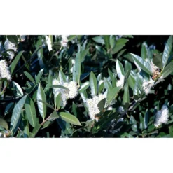 Kirsebærlaurbær 'Otto Luyken' - Prunus Laurocerasus 'Otto Luyken' - Hækplanter