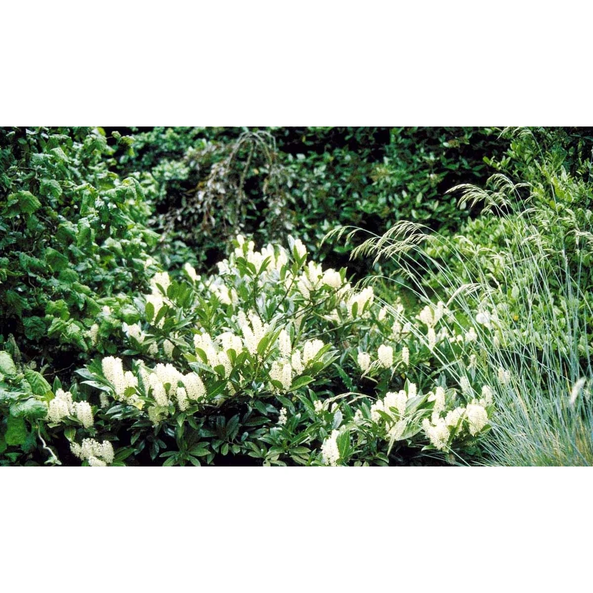 Kirsebærlaurbær 'Otto Luyken' - Prunus laurocerasus 'Otto Luyken' - Hækplanter Kirsebærlaurbær 'Otto Luyken' - Prunus Laurocerasus 'Otto Luyken' - Hækplanter -Plantetorvet mi2005 prunus laurocerasus otto luyken a74d