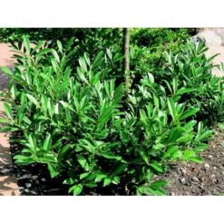 Kirsebærlaurbær 'Prufon' Prunus Laurocerasus 'Prufon' Med Klump,- 50-60 Cm. 4 Kirsebærlaurbær 'Prufon' Prunus Laurocerasus 'Prufon' Med Klump,- 50-60 Cm. -Plantetorvet mi2006 prunus laurocerasus prufon de6d