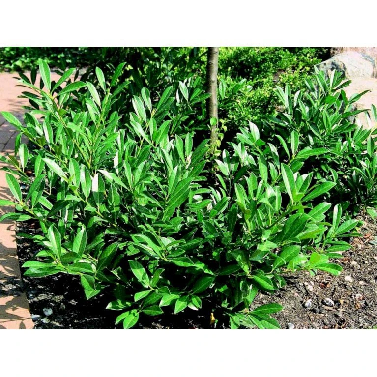 Kirsebærlaurbær 'Prufon' Prunus Laurocerasus 'Prufon' Med klump,- 50-60 cm. Kirsebærlaurbær 'Prufon' Prunus Laurocerasus 'Prufon' Med Klump,- 50-60 Cm. -Plantetorvet mi2006 prunus laurocerasus prufon de6d