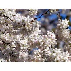 Rødbladet Hæg 'Coloratus' Prunus Padus 'Coloratus' Med Klump,- 125-150 Cm. -Plantetorvet mi2015 prunus padus pandora f824