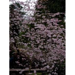 Prydkirsebær 'Accolade' Prunus 'Accolade' Solitær Busk 150-200 Cm. - Med Klump