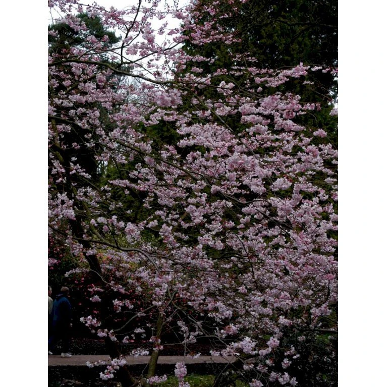 Prydkirsebær 'Accolade' Prunus 'Accolade' Solitær busk 150-200 cm. - med klump Prydkirsebær 'Accolade' Prunus 'Accolade' Solitær Busk 150-200 Cm. - Med Klump -Plantetorvet mi2024 prunus subhirtella accolade 0a88 1