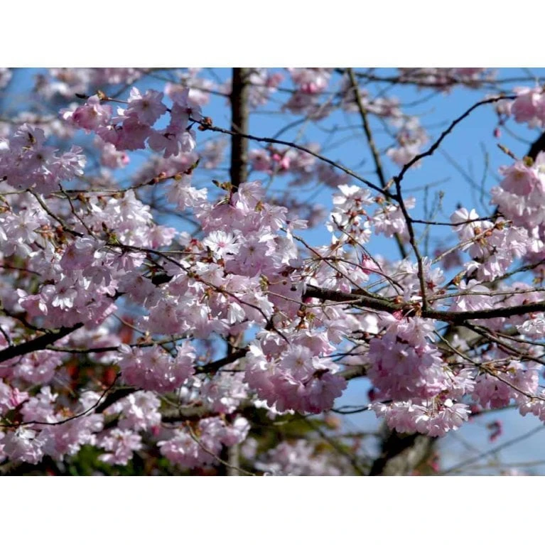 Prydkirsebær 'Accolade' Prunus 'Accolade' Solitær busk 150-200 cm. - med klump Prydkirsebær 'Accolade' Prunus 'Accolade' Solitær Busk 150-200 Cm. - Med Klump -Plantetorvet mi2024 prunus subhirtella accolade ca0c 1