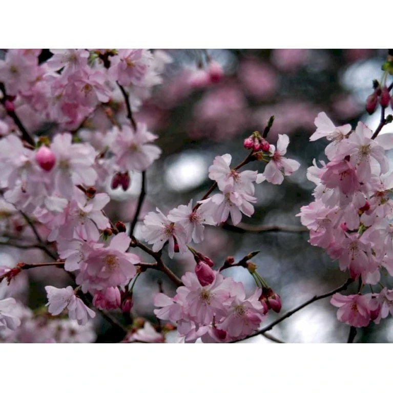 Prydkirsebær 'Accolade' Prunus 'Accolade' Solitær busk 150-200 cm. - med klump Prydkirsebær 'Accolade' Prunus 'Accolade' Solitær Busk 150-200 Cm. - Med Klump -Plantetorvet mi2024 prunus subhirtella accolade d6f3 1