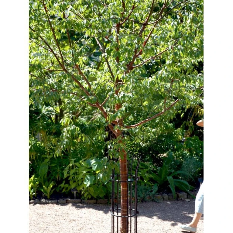 Tibetansk Og Kuglekirsebær Prunus Serrula Frt. 'Globosa' Opstammet,- Potte 15 liter,- 200 cm. stamme Tibetansk Og Kuglekirsebær Prunus Serrula Frt. 'Globosa' Opstammet,- Potte 15 Liter,- 200 Cm. Stamme -Plantetorvet mi2026 prunus serrula 4a17 1