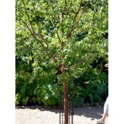 Tibetansk Kirsebær Prunus Serrula Med Klump,- 125-150 Cm. -Plantetorvet mi2026 prunus serrula 4a17