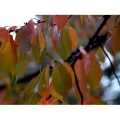 Tibetansk Kirsebær Prunus Serrula Med Klump,- 125-150 Cm. -Plantetorvet mi2026 prunus serrula d0e3