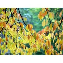 Tibetansk Og Kuglekirsebær Prunus Serrula Frt. 'Globosa' Opstammet,- Potte 15 Liter,- 200 Cm. Stamme 5 Tibetansk Og Kuglekirsebær Prunus Serrula Frt. 'Globosa' Opstammet,- Potte 15 Liter,- 200 Cm. Stamme -Plantetorvet mi2026 prunus serrula fc5a 1