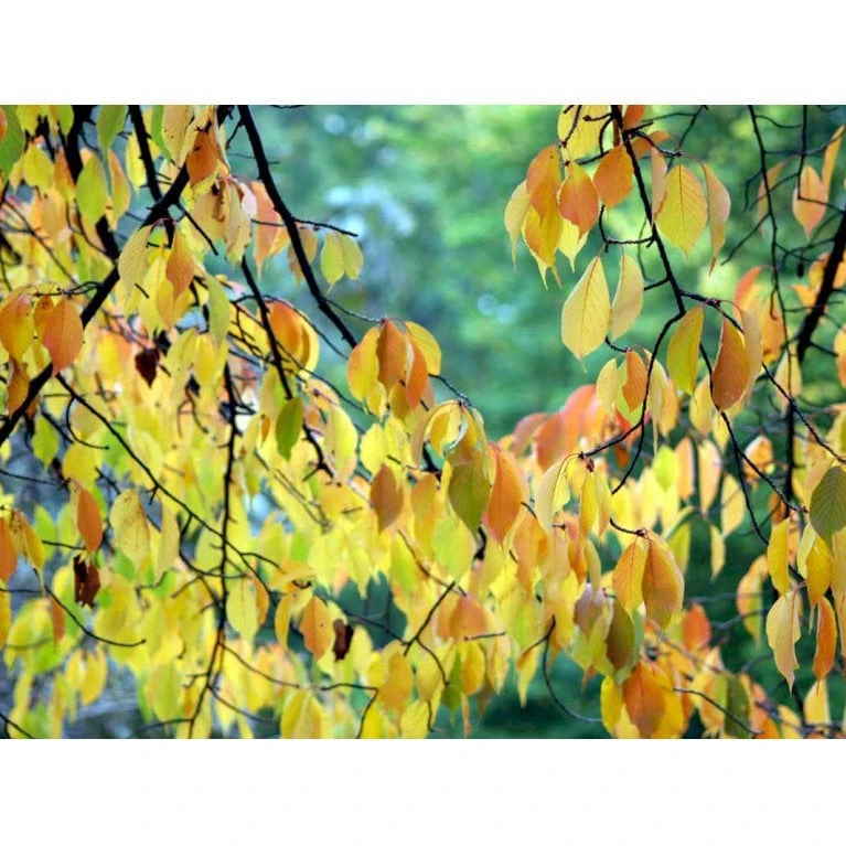 Tibetansk Og Kuglekirsebær Prunus Serrula Frt. 'Globosa' Opstammet,- Potte 15 liter,- 200 cm. stamme Tibetansk Og Kuglekirsebær Prunus Serrula Frt. 'Globosa' Opstammet,- Potte 15 Liter,- 200 Cm. Stamme -Plantetorvet mi2026 prunus serrula fc5a 1