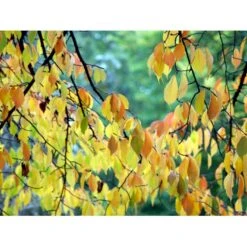 Tibetansk Kirsebær Prunus Serrula Med Klump,- 125-150 Cm. -Plantetorvet mi2026 prunus serrula fc5a