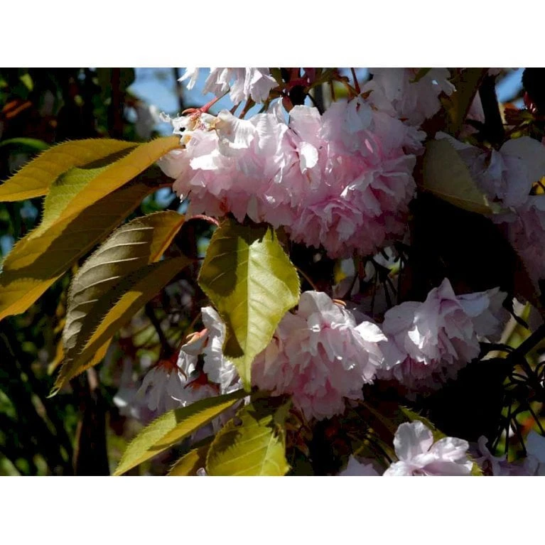 Japansk Kirsebær 'Kanzan' Prunus Serrulata 'Kanzan' Opstammet 220 cm. stammeomk. 8-10 cm. 20 l. potte Japansk Kirsebær 'Kanzan' Prunus Serrulata 'Kanzan' Opstammet 220 Cm. Stammeomk. 8-10 Cm. 20 L. Potte -Plantetorvet mi2032 prunus serrulata kanzan 8197 1