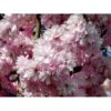Japansk Kirsebær 'Kanzan' Prunus Serrulata 'Kanzan' Solitær Busk 150-200 Cm. - Med Klump -Plantetorvet mi2032 prunus serrulata kanzan 83e1