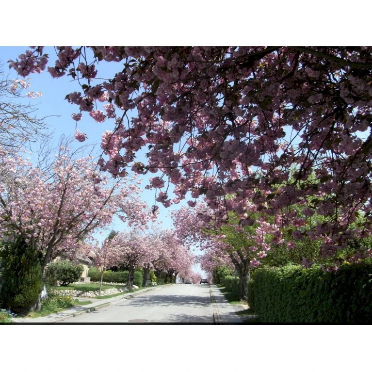 Japansk Kirsebær 'Kanzan' Prunus Serrulata 'Kanzan' Opstammet 220 cm. stammeomk. 8-10 cm. 20 l. potte Japansk Kirsebær 'Kanzan' Prunus Serrulata 'Kanzan' Opstammet 220 Cm. Stammeomk. 8-10 Cm. 20 L. Potte -Plantetorvet mi2032 prunus serrulata kanzan b6dd