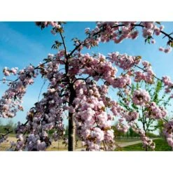 Hængende Japansk Kirsebær 'Kiku-Shidare-Sakura' Prunus Serrulata 'Kiku-shidare-sakura' Opstammet 150 Cm. Med Potte 10 Hængende Japansk Kirsebær 'Kiku-Shidare-Sakura' Prunus Serrulata 'Kiku-shidare-sakura' Opstammet 150 Cm. Med Potte -Plantetorvet mi2039 prunus serrulata kiku shidare 1b8f