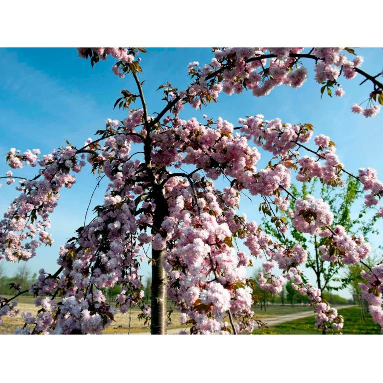 Hængende Japansk Kirsebær 'Kiku-Shidare-Sakura' Prunus Serrulata 'Kiku-shidare-sakura' Opstammet 150 cm. med potte Hængende Japansk Kirsebær 'Kiku-Shidare-Sakura' Prunus Serrulata 'Kiku-shidare-sakura' Opstammet 150 Cm. Med Potte -Plantetorvet mi2039 prunus serrulata kiku shidare 1b8f