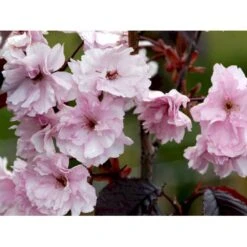 Rødbladet Japansk Kirsebær 'Royal Burgundy' Prunus Serrulata 'Royal Burgundy' Opstammet 120 Cm. Med Potte 5 Rødbladet Japansk Kirsebær 'Royal Burgundy' Prunus Serrulata 'Royal Burgundy' Opstammet 120 Cm. Med Potte -Plantetorvet mi2040 prunus serrulata royal burgundy 4fb0