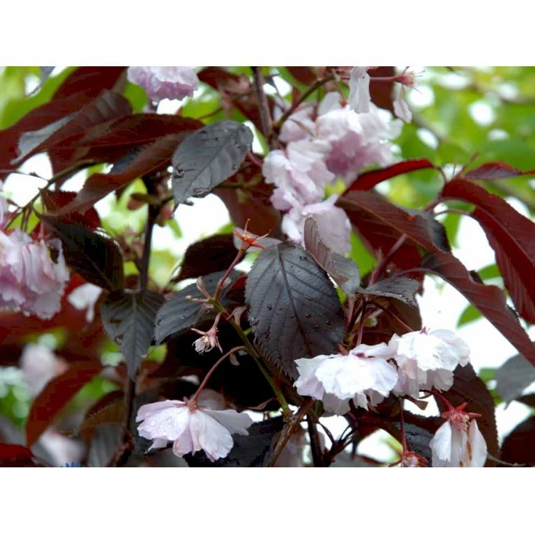 Rødbladet Japansk Kirsebær 'Royal Burgundy' Prunus Serrulata 'Royal Burgundy' Opstammet 120 cm. med potte Rødbladet Japansk Kirsebær 'Royal Burgundy' Prunus Serrulata 'Royal Burgundy' Opstammet 120 Cm. Med Potte -Plantetorvet mi2040 prunus serrulata royal burgundy addf