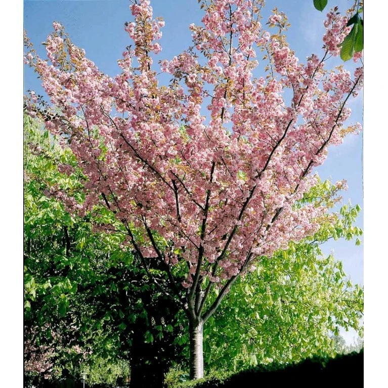 Japansk Kirsebær 'Kanzan' Prunus Serrulata 'Kanzan' Opstammet 220 cm. stammeomk. 8-10 cm. 20 l. potte Japansk Kirsebær 'Kanzan' Prunus Serrulata 'Kanzan' Opstammet 220 Cm. Stammeomk. 8-10 Cm. 20 L. Potte -Plantetorvet mi2041 prunus serrulata kanzan abc5 1