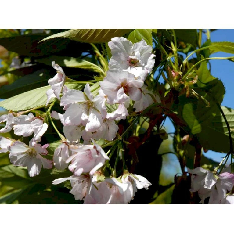 Japansk Søjlekirsebær Prunus Serulata 'Amanogawa' Potte 20 liter,- 150-175 cm. Japansk Søjlekirsebær Prunus Serulata 'Amanogawa' Potte 20 Liter,- 150-175 Cm. -Plantetorvet mi2042 prunus serrulata amanogawa 7343